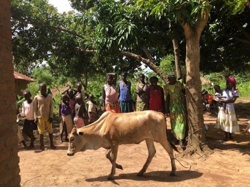 The cow of the Mary women's group, 2020.